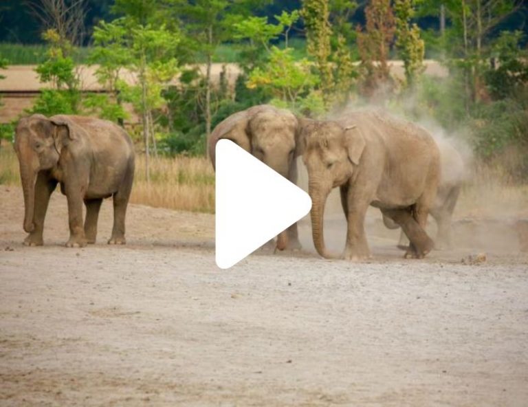 la thérapie du voyage au zoo, pour apaiser les personnes âgées